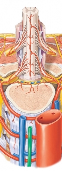 anatomyThumb
