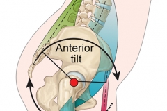 Anterior Pelvis Tilt