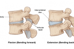 Movement of the Vertebra
