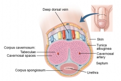 Anatomy of the Penis